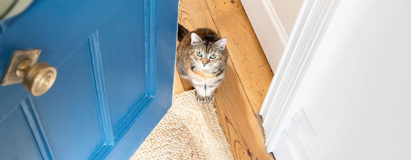 Teaching cat to sale use cat door